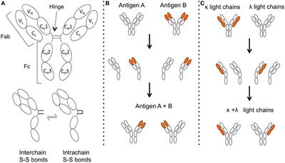 A New Classification System for IgG4 Autoantibodies